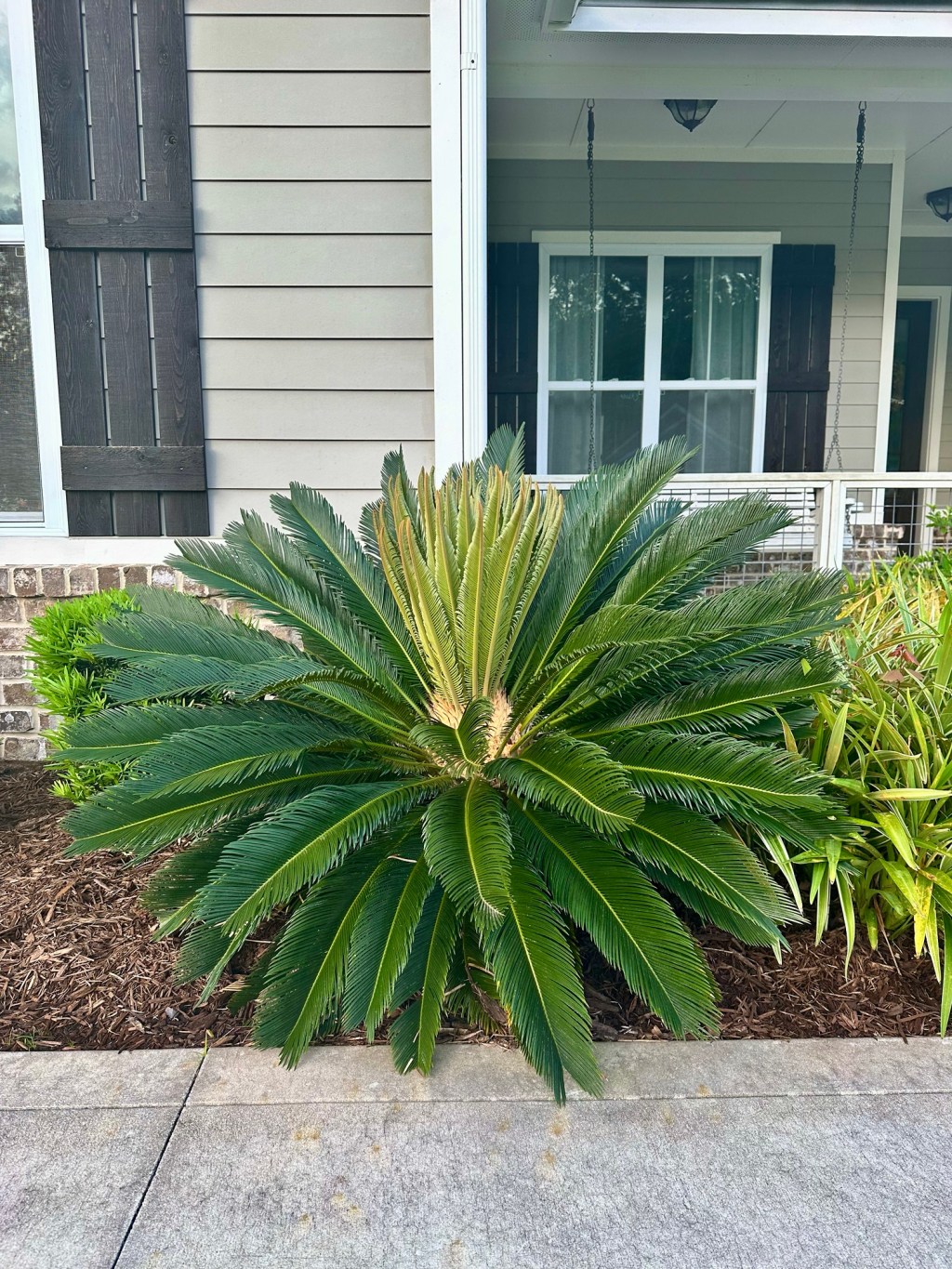 Grow Little Sago Palm Trees,&nbsp;Grow!
