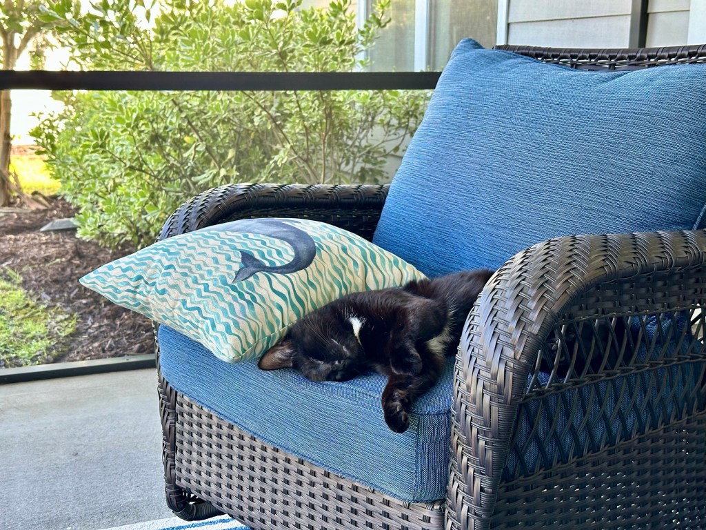 Meet Mischief! A Puuurfect Distraction to my Writing&nbsp;Life