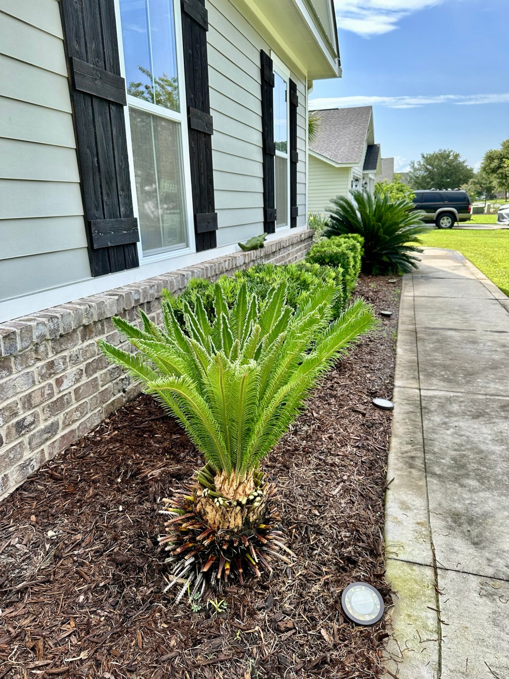 Sago Palm Saga Update: Resurrection & a&nbsp;Pup