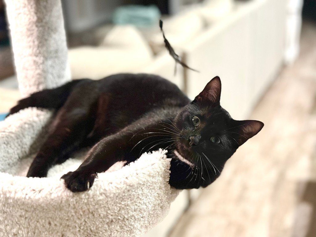 Happy 1 Year Knowing  Mischief the&nbsp;Cat